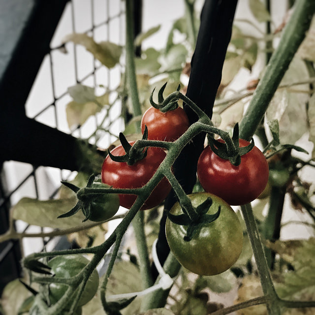 les premières tomates de la saison
