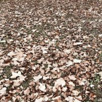 Les feuilles mortes se ramassent à la pelle