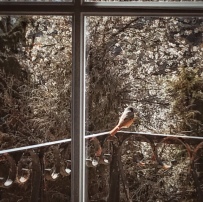 Un oiseau qui toque à la fenêtre
