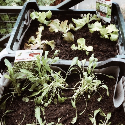 Planter des salades