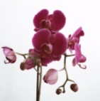 Orchidée, féminité