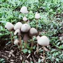 Famille champignon