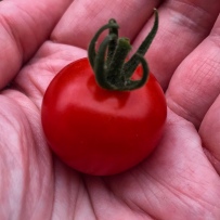La première tomate