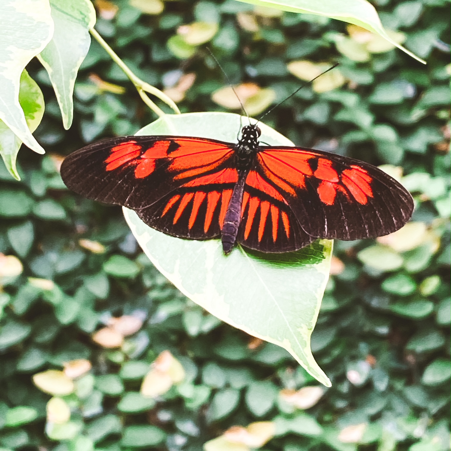 Le symbolisme du papillon