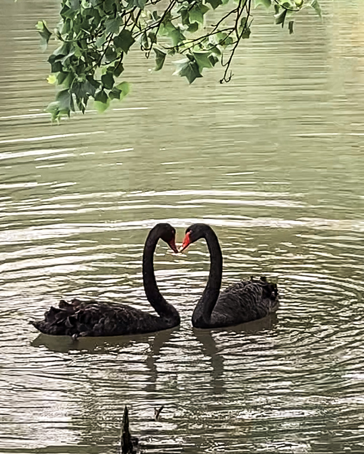 Deux cygnes noirs sur un plan d'eau ; leurs deux cous forment un coeur