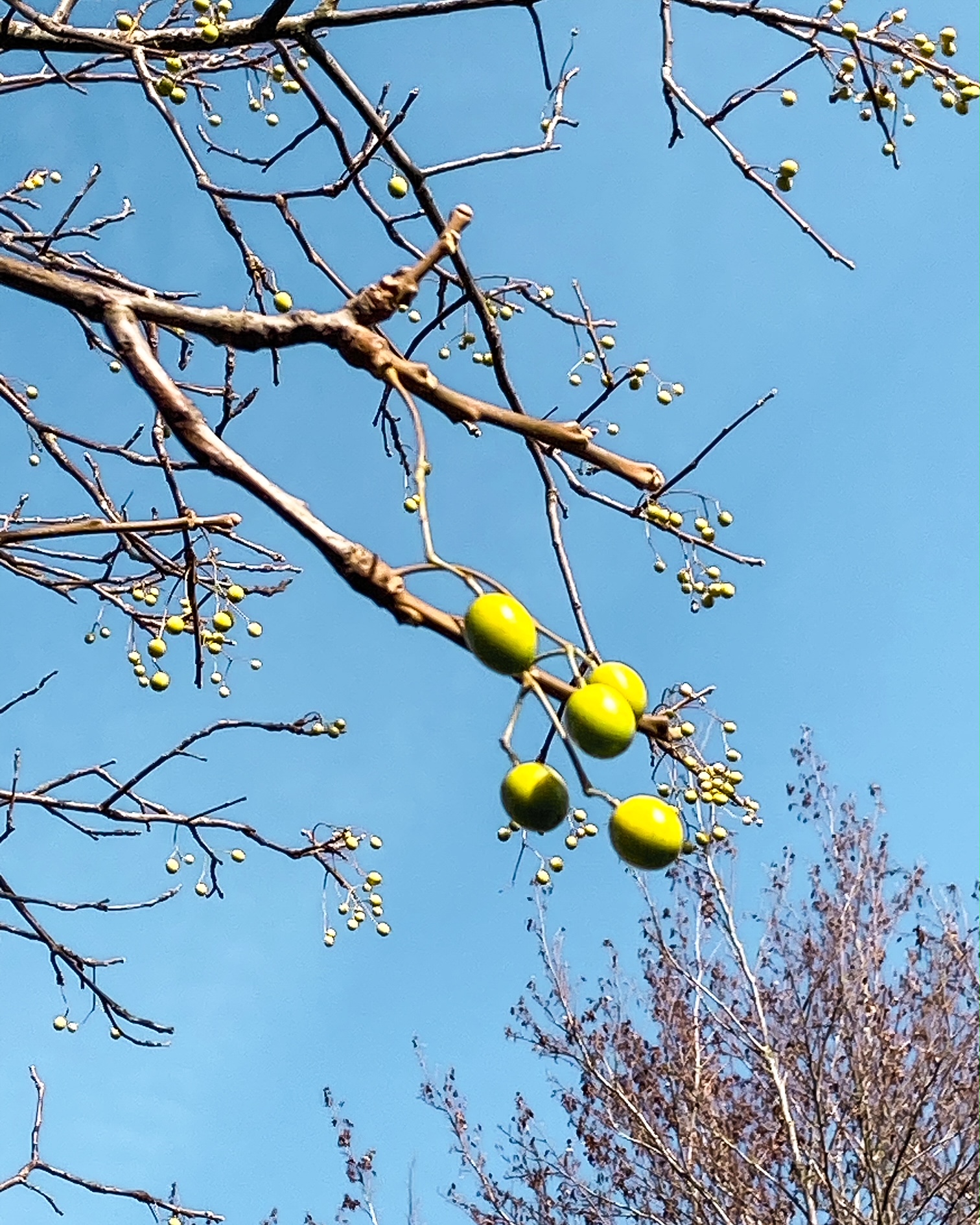 Branche dénudée d'un arbre se détachant sur le ciel bleu