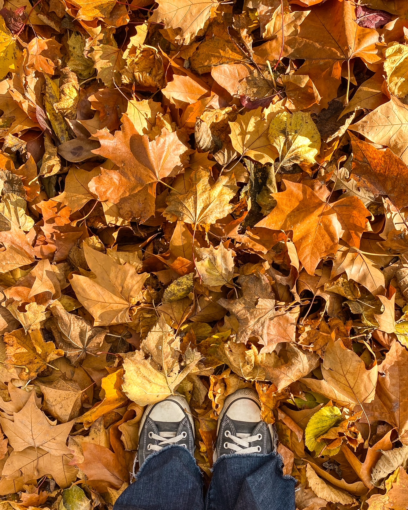Vue d'en haut, pieds chaussés de Converse sur un tapis de feuilles