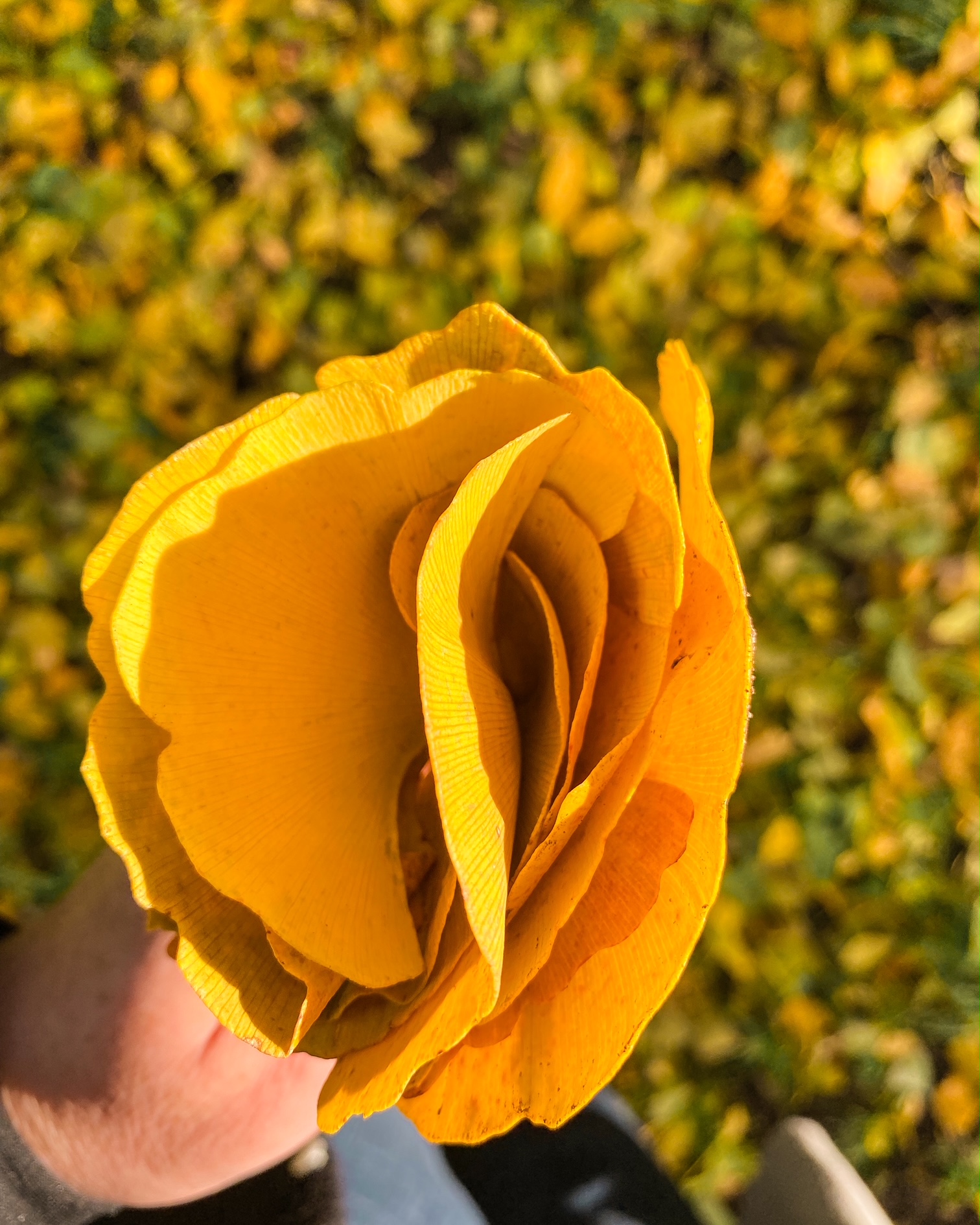 Main tenant des feuilles de gingko jaunes formant un bouquet